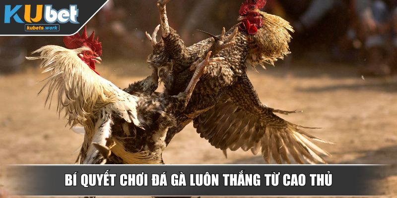 Bí quyết chơi đá gà luôn thắng từ cao thủ