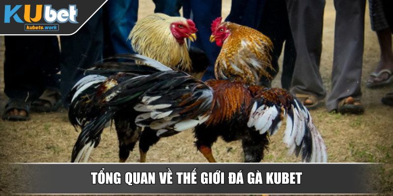 Tổng quan về thế giới đá gà KUBET