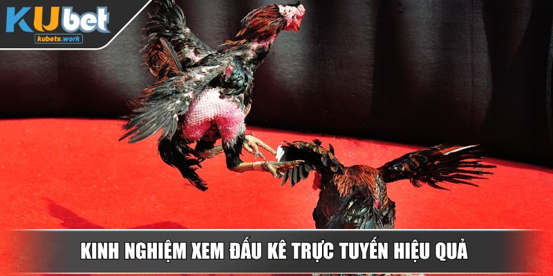 Kinh nghiệm xem đấu kê trực tuyến hiệu quả
