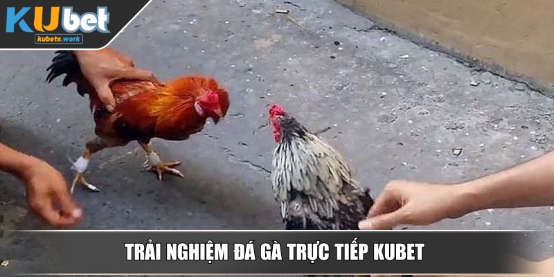 Trải nghiệm đá gà trực tiếp KUBET