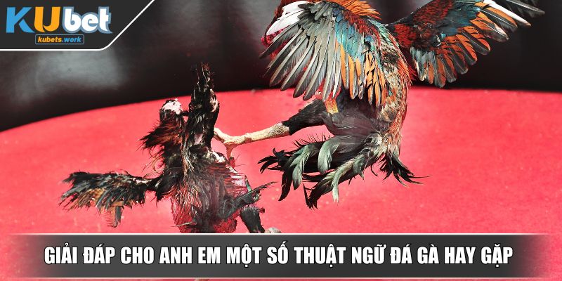Giải đáp cho anh em một số thuật ngữ đá gà hay gặp